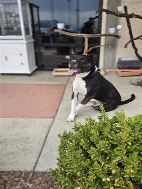 Saitama - Pit Bull Terrier