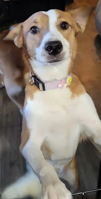 Wendy - Collie