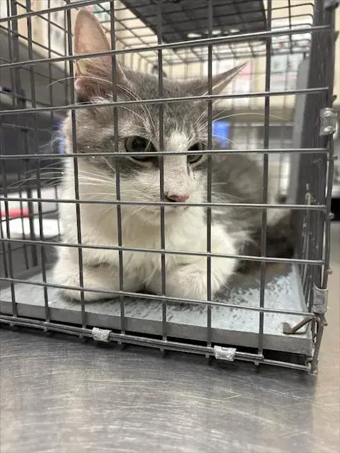 Piro - Domestic Medium Hair