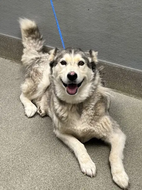 Luna - Siberian Husky