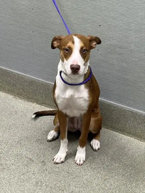 Honey Dew - Pit Bull Terrier