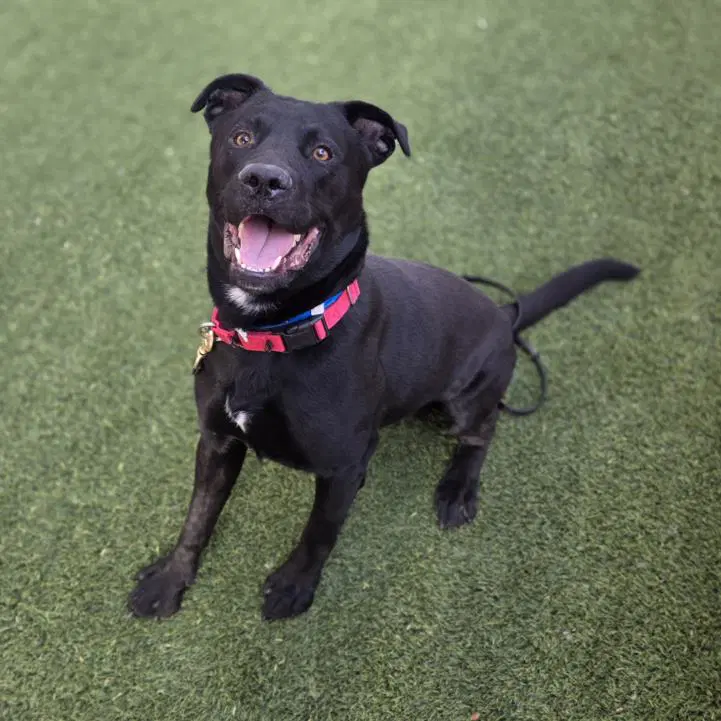 Brazen - Labrador Retriever