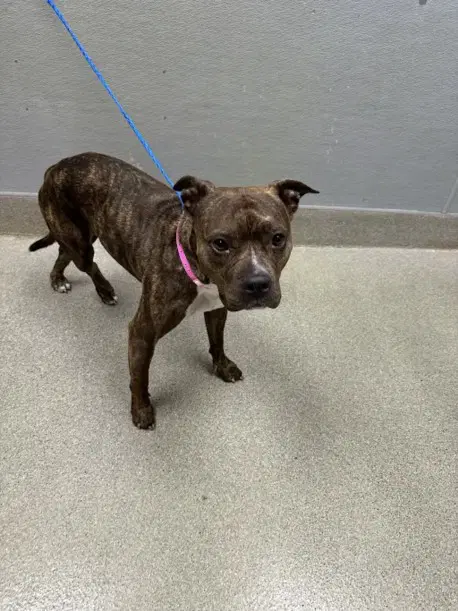 Buttercup - Pit Bull Terrier