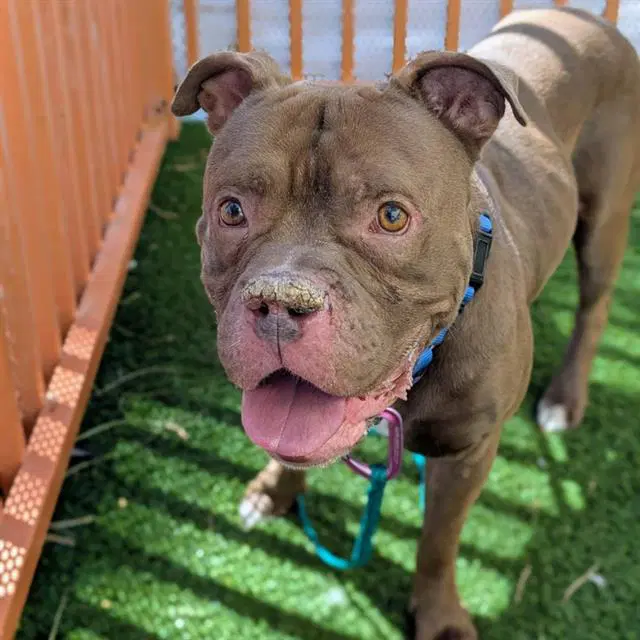 Bruce Payne - Pit Bull Terrier