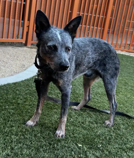 Lobster - Australian Cattle Dog/Blue Heeler