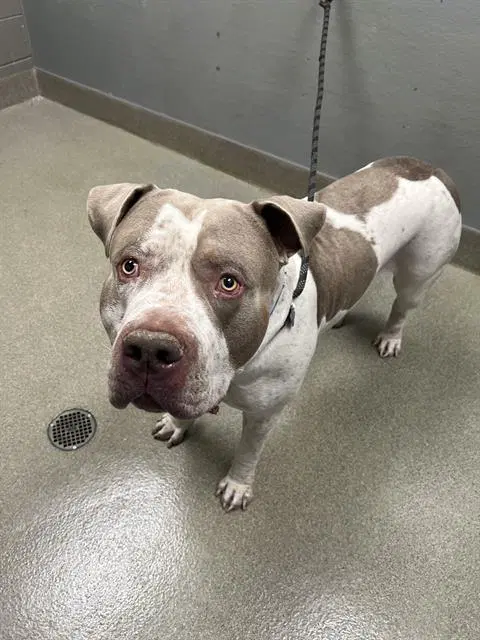 Boogie - American Bulldog