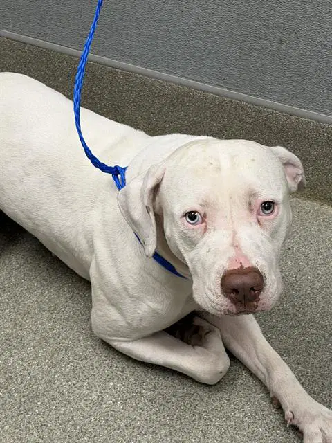 Snow - Pit Bull Terrier