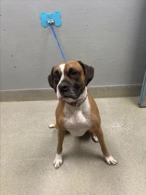 Maui - Boxer
