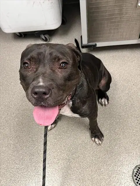 Roseanne - Pit Bull Terrier