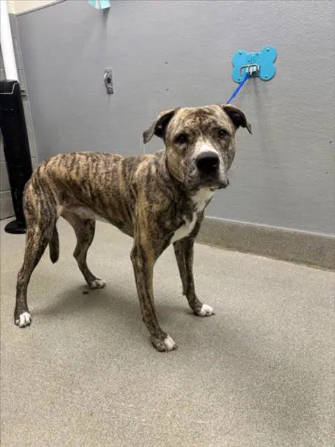Roland - Mastiff
