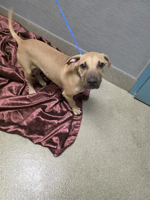 Slinky - Pit Bull Terrier
