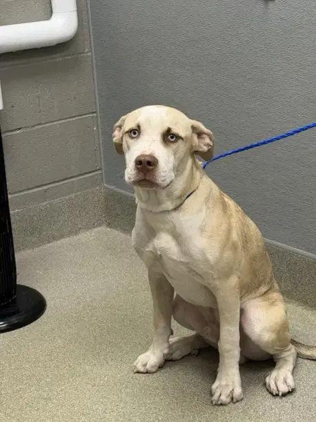 Bluffer - Pit Bull Terrier