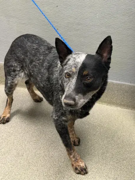 Cobalt - Queensland Heeler