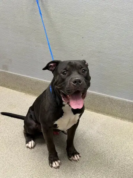 Onyx - Pit Bull Terrier