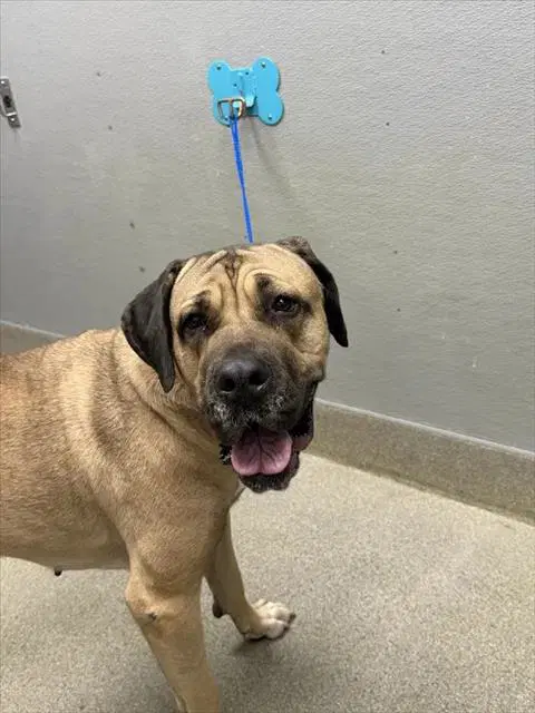 Rosalia - Mastiff