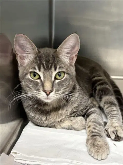 Luna - Domestic Short Hair