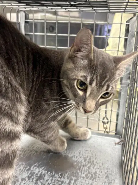 Tommy - Domestic Short Hair