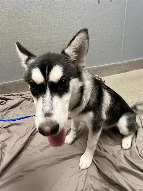 Piper - Siberian Husky