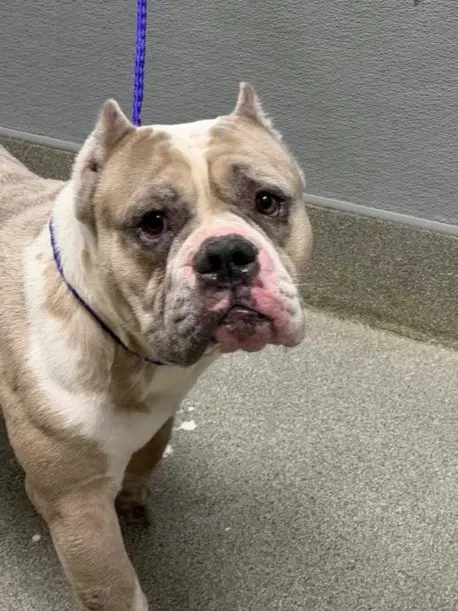 Dumbledor - Bulldog