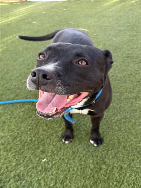 Syn'cere - Staffordshire Bull Terrier