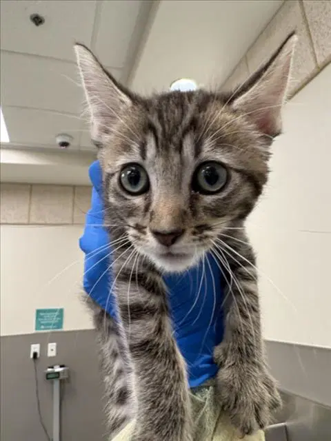 Apollo - Domestic Short Hair