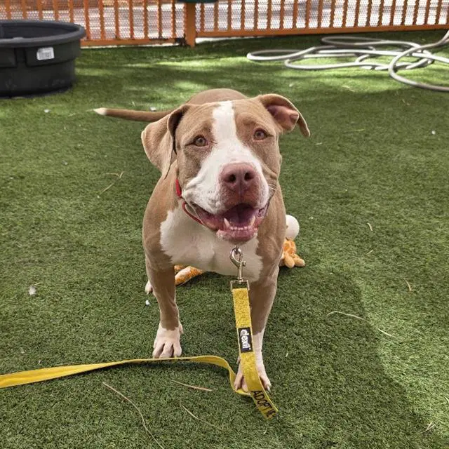 Rose - Pit Bull Terrier