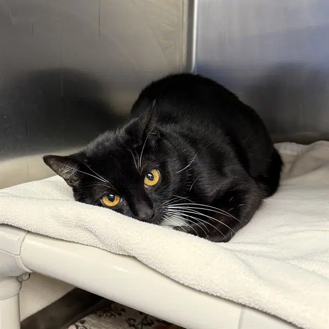 Tux - Domestic Short Hair