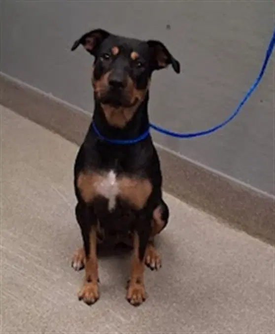 Dakota - Rottweiler