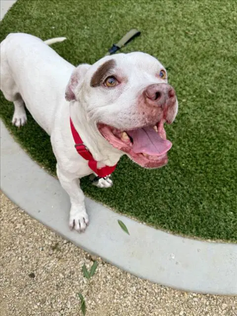 Buddah - Pit Bull Terrier