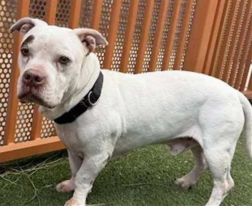 Buddah, Pit Bull Terrier / Basset Hound / Mixed (medium coat)