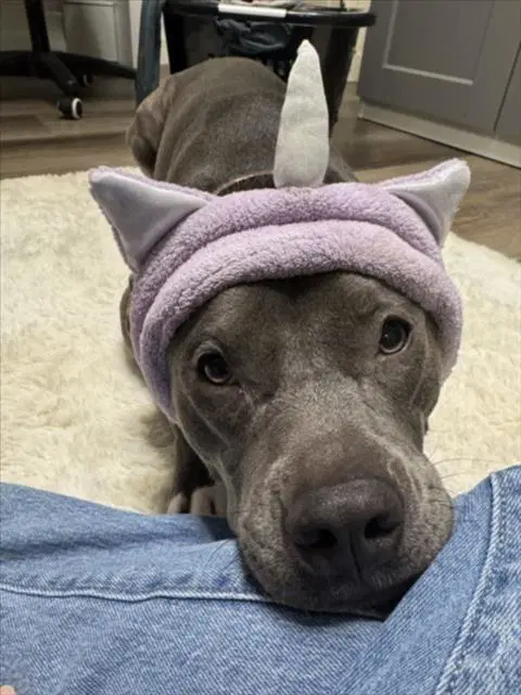 Valkerie - Pit Bull Terrier