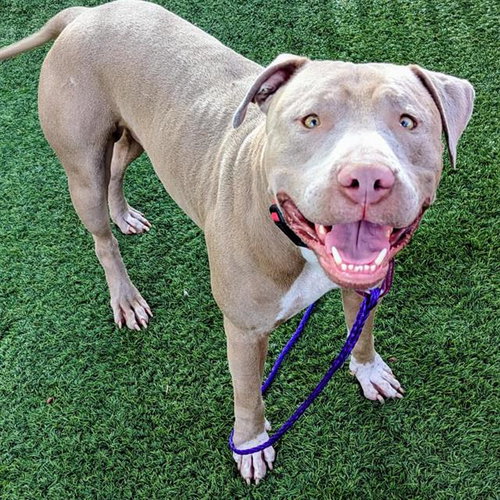 *OSCAR, a dog for adoption from The Animal Foundation - Las Vegas