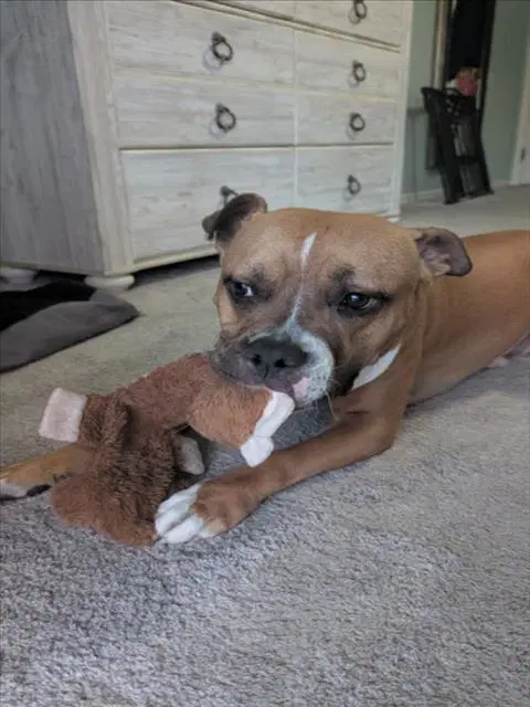 Rex - Pit Bull Terrier