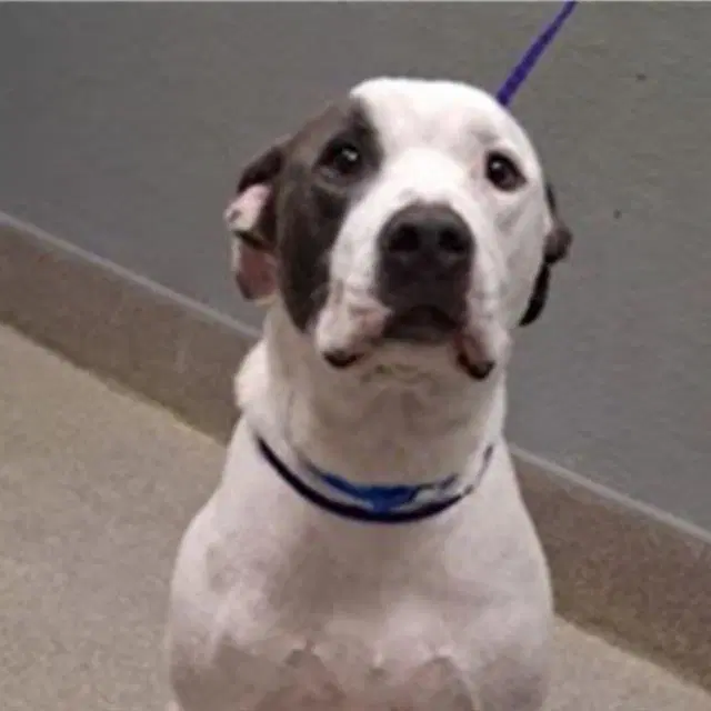 Thor - American Staffordshire Terrier