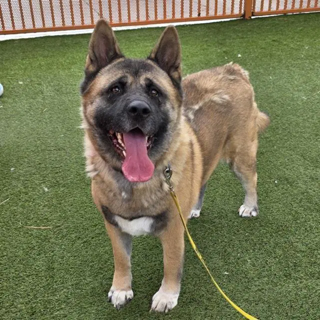Cinnamon - Akita