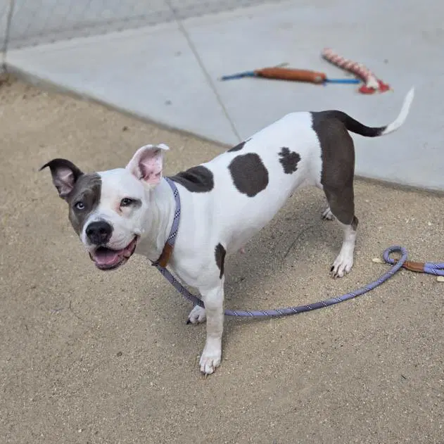 Honey Bunches - Pit Bull Terrier