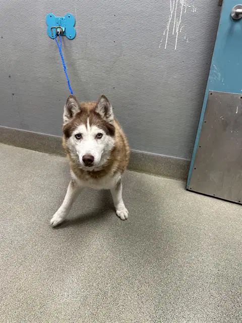Sky - Siberian Husky
