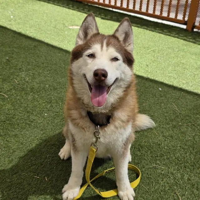 Sky - Siberian Husky