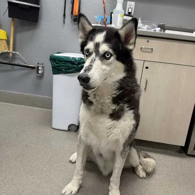 Zeus - Siberian Husky