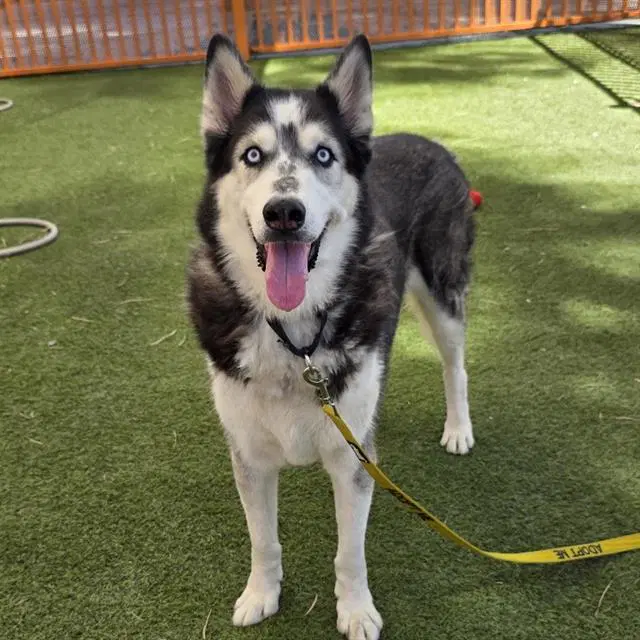 Zeus - Siberian Husky