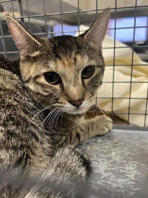 Che Che - Domestic Short Hair