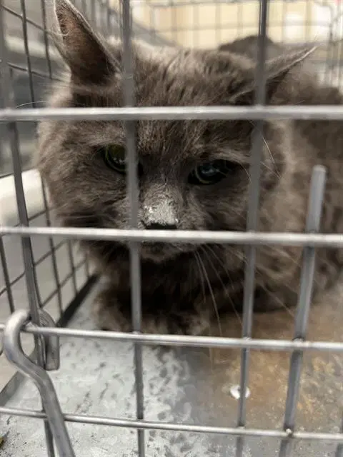 Silver Surfer - Domestic Medium Hair
