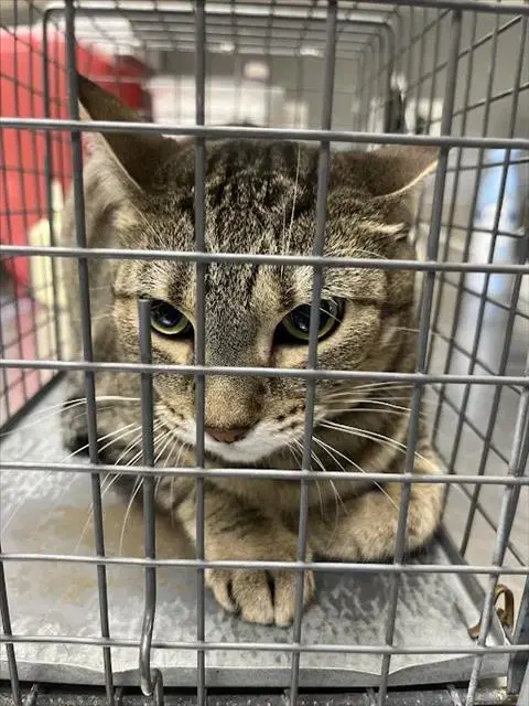 Maryberry - Domestic Short Hair