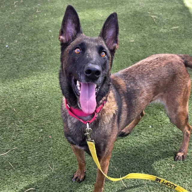 Naughty - Belgian Shepherd Malinois