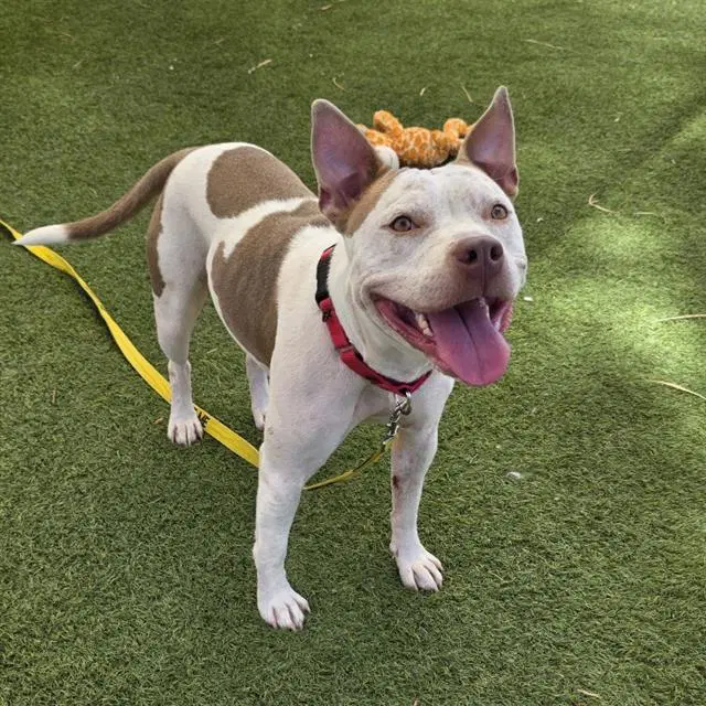 Aliyah - Pit Bull Terrier