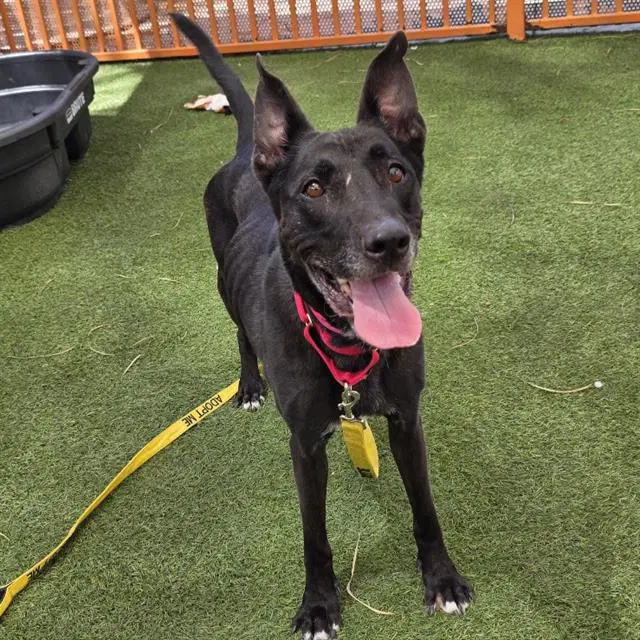 Ally - German Shepherd Dog