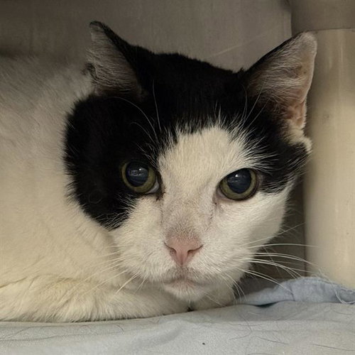 picture of the cat needing adoption