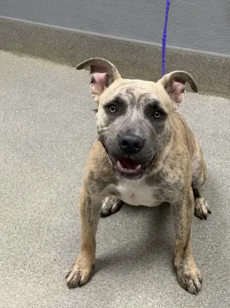 Soda Pop - Pit Bull Terrier