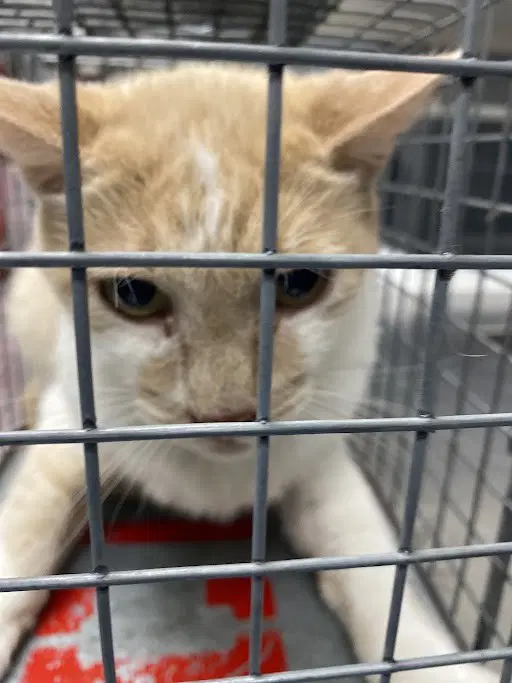 Alpine - Domestic Short Hair