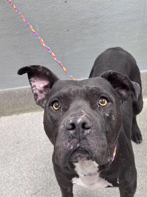Jack - Pit Bull Terrier